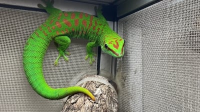 巨人日行守宮｜Phelsuma.grands1